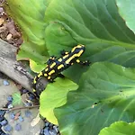 Luxus Ferienhaeuser Zum Ilsetal Mit Kamin & Sauna In Im Harz Domek alpejski *