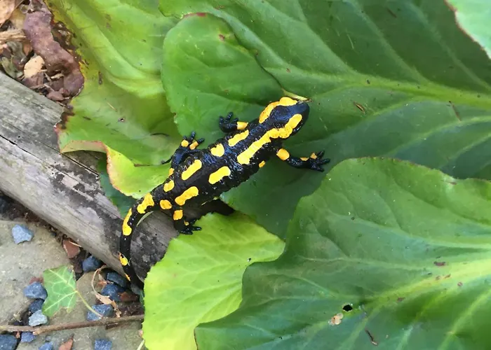 Luxus Ferienhaeuser Zum Ilsetal Mit Kamin & Sauna In Im Harz Chalet *
